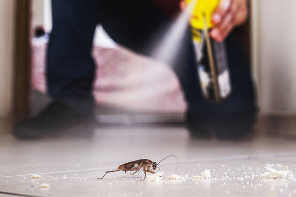 Best Rat Extermination Near Me  in Bradford, OH
